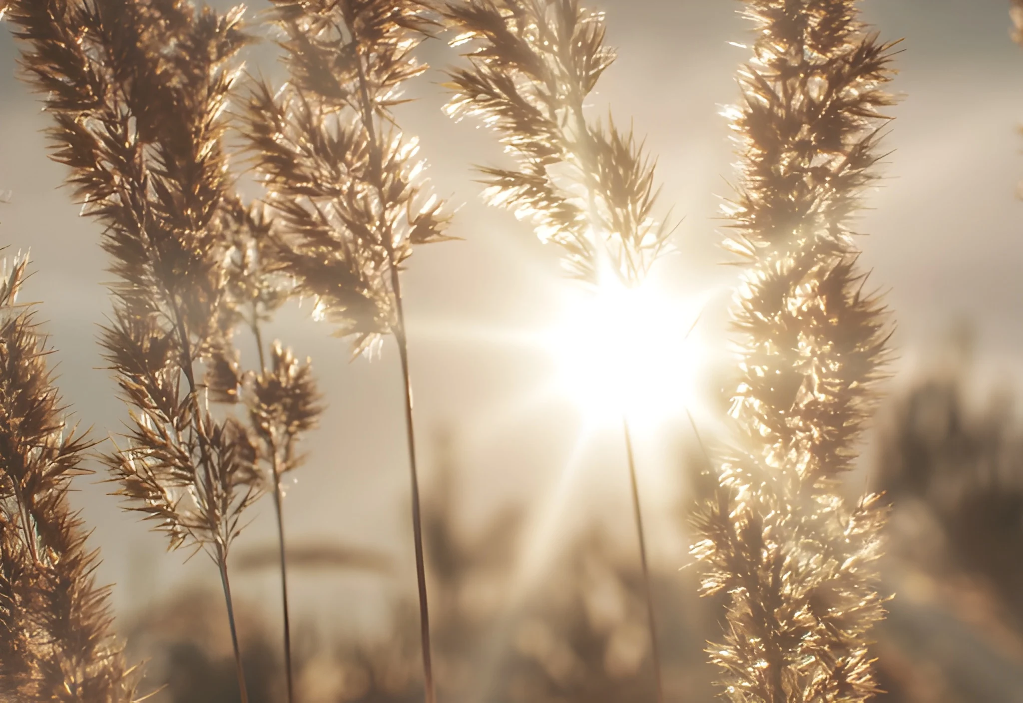 Where we Have Always Belonged – Our Forgotten Connection to Nature.